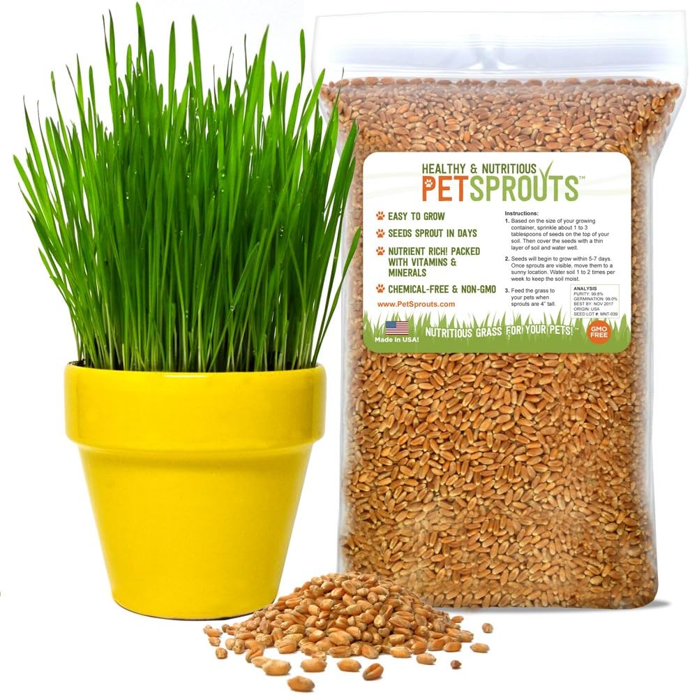 Pet Sprouts Wheatgrass Seeds - Organic Cat Grass Seeds, Hard Red Wheat, Two Pounds | Non-GMO, Chemical-Free | USA Grown | Bulk 2 lbs