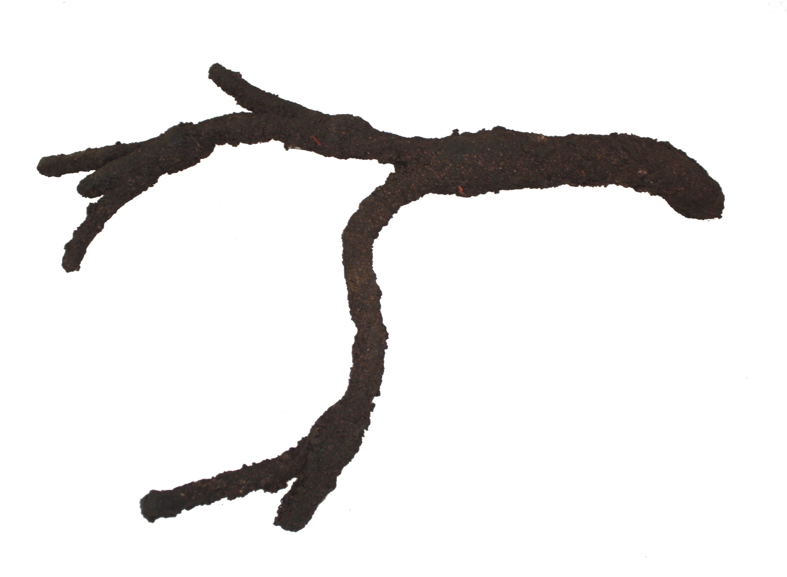 Komodo Tropical Vine Branch, Small