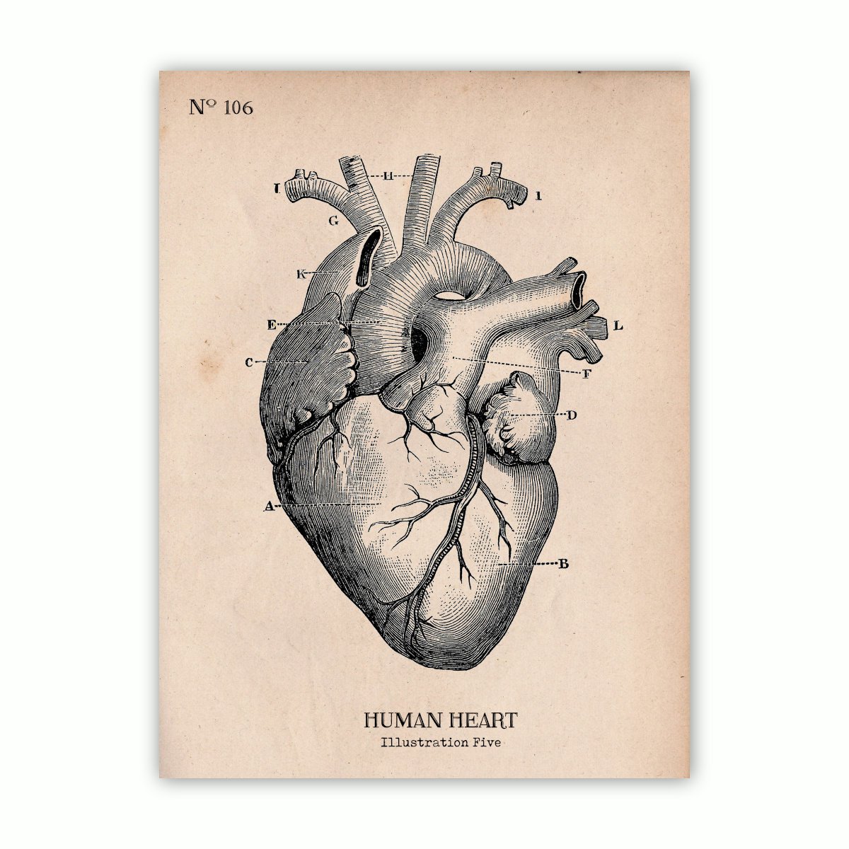 Amazon Com Heart Anatomy Art Handmade