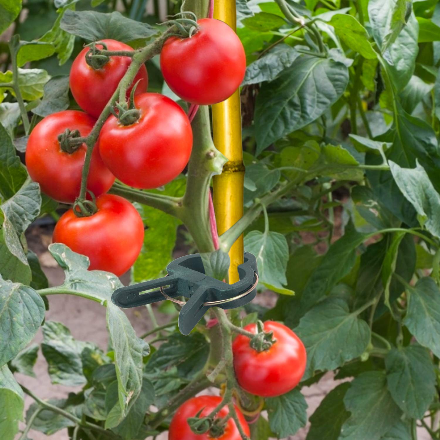 Листья томата. Ботва помидор. Помидоры на ботве картошки. Ботва помидор. Настой картофельной ботвы.