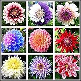 3 Grams Dahlia Seeds Compound Petals Multi-Color
