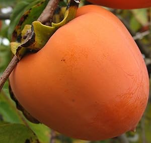 Azalea Garden Rare Common Persimmon Tropical Fruit Live Plant