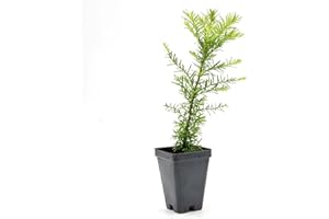 CITRONELLAKING 1 Coastal Redwood in 3.5” Nursery Cube (Sequoia sempervirens) | Majestic Evergreen Tree for Shade, Privacy & Wildlife Support | Ready-to-Plant Live Starter Plant