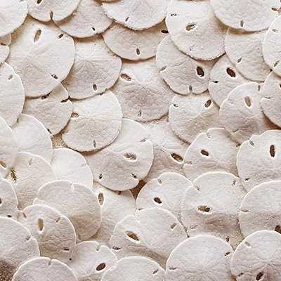 Small Natural White Sand Dollars 50 Pcs- Under 1 Inch - Small Sea Shell Perfect for Wedding or Crafts by Tumbler Home