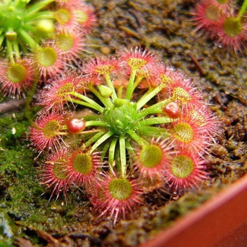Yvetti 100Pcs Mixed Drosera Seeds Easy to Grow Plant Home Landscape Ornaments DIY Bonsai Decor Garden Courtyard Home Office Drosera Seeds