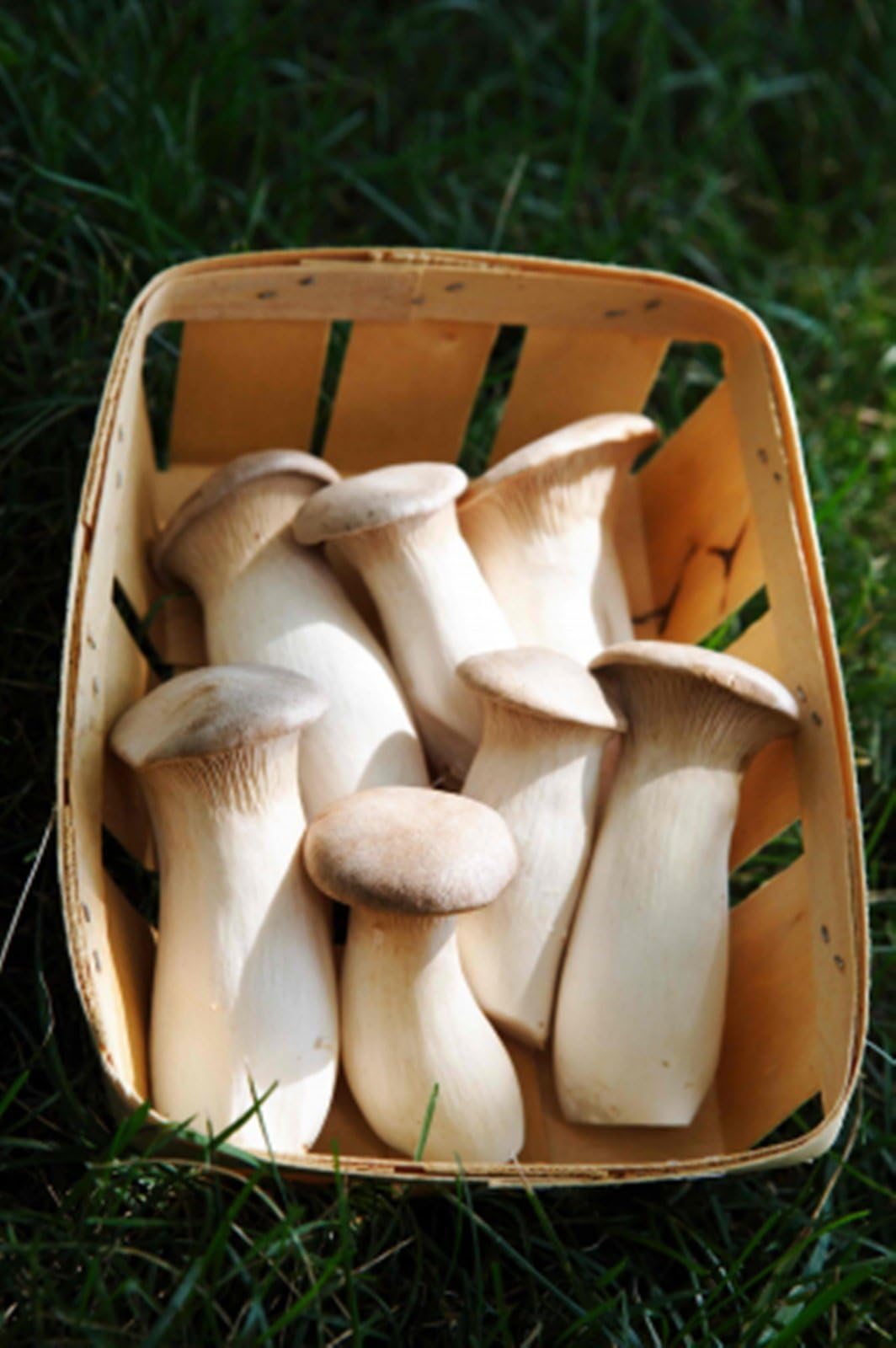 King Oyster Mushroom (Pleurotus eryngii) Mycelium Spawn Dried Seeds (100g)