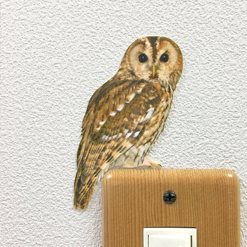Amazon Co Jp ウォールステッカー Bird Life Color モリフクロウ おもちゃ
