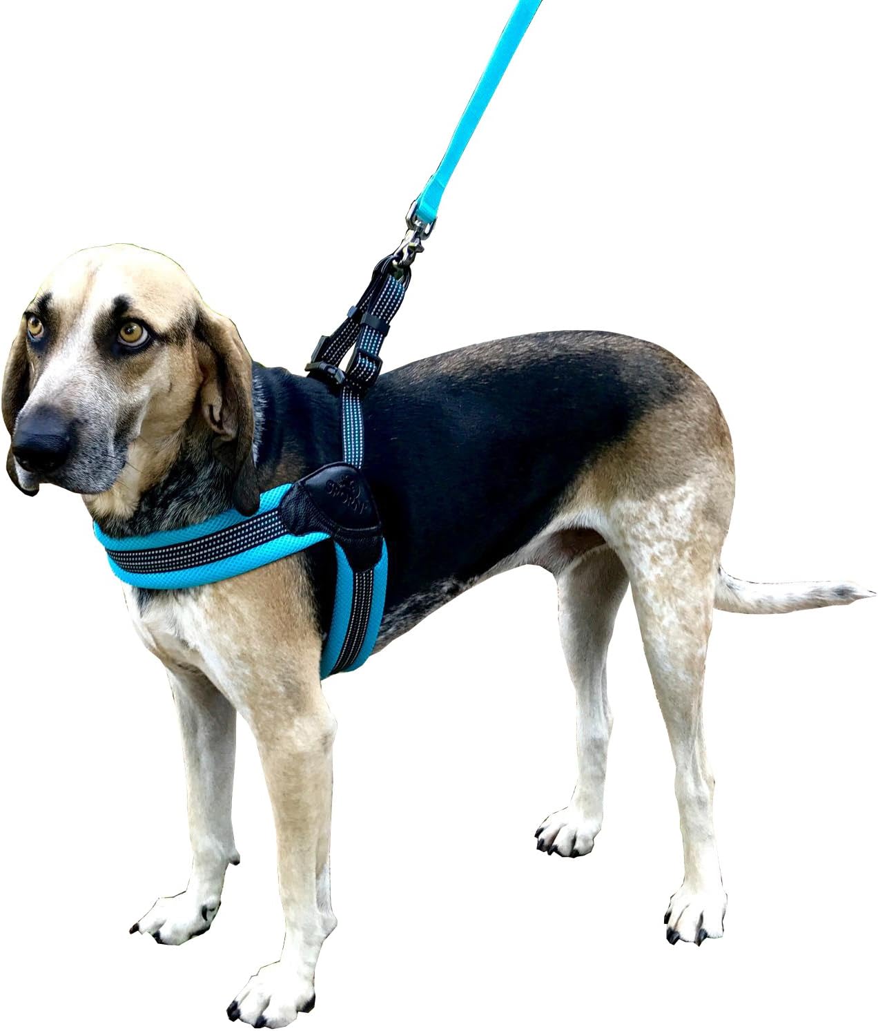 SPORN Easy Fit Dog Harness, Mesh, Blue, Medium Amazon.ca Pet Supplies