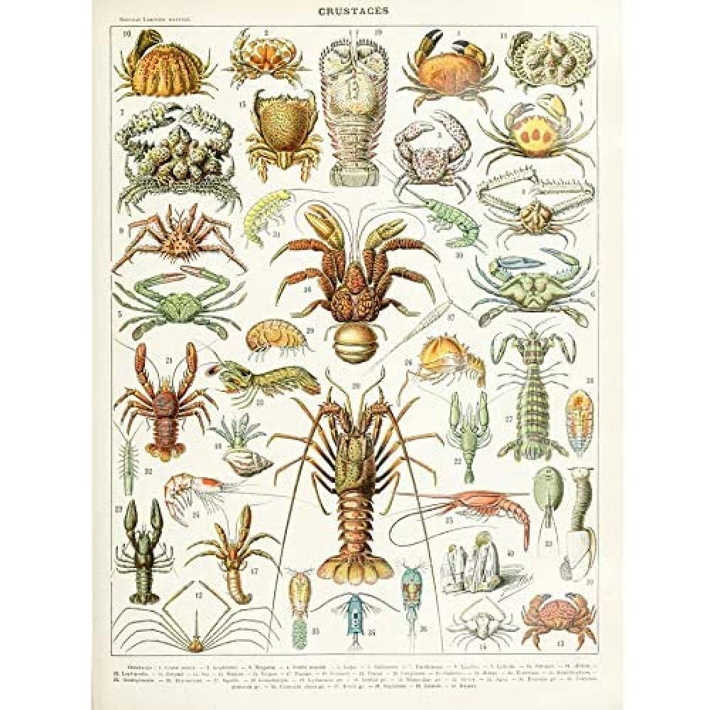 Artery8 Millot Encyclopedia Page Crustaceans Lobster Unframed Wall Art Print Poster Home Decor Premium — image 1
