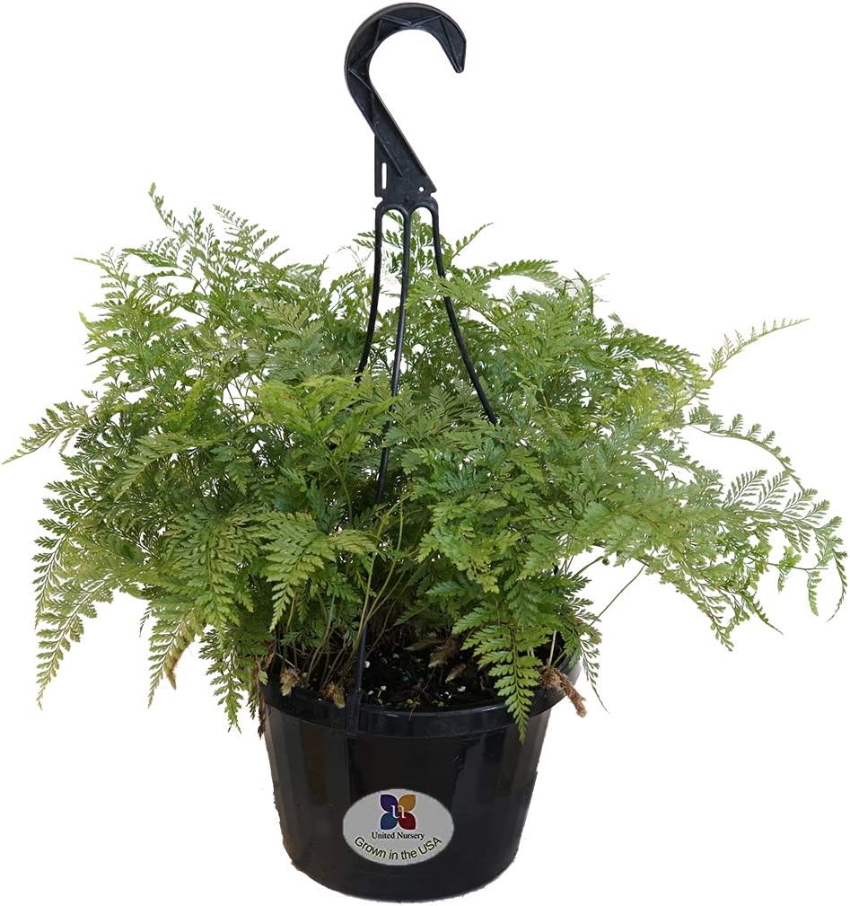 United Nursery Rabbit’s Foot Fern Indoor Davallia fejeensis Houseplant in 8 inch Hanging Basket, Ships at 14 to 17 Inches Tall