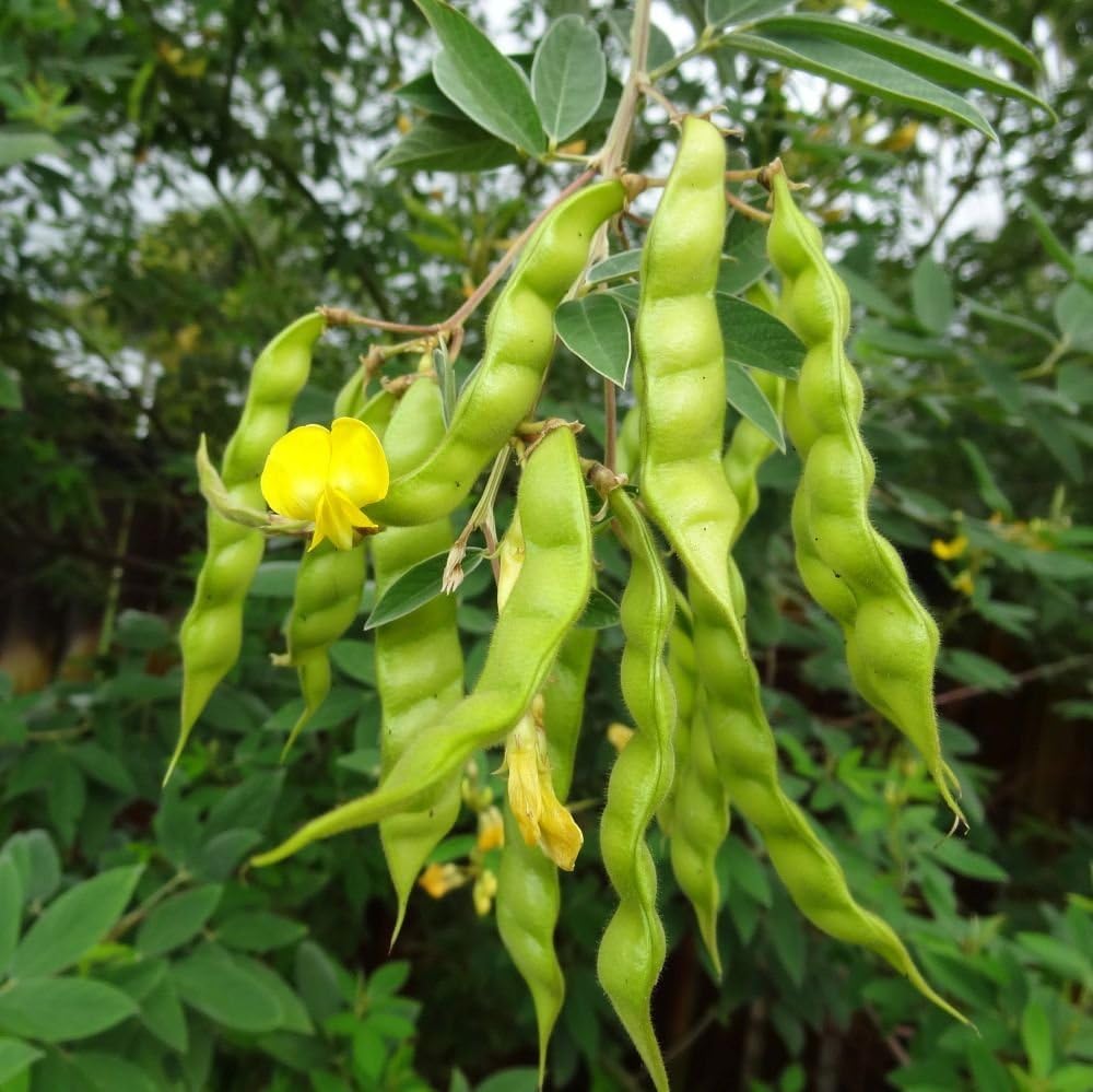 Vegetable Seeds 35 Seeds of Pigeon Pea (Grandules
