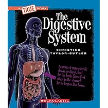 Amazon.com: The Digestive System: 9781433336775: Jennifer Prior: Books