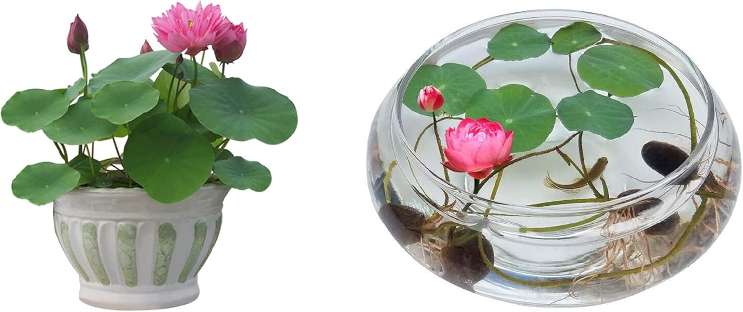 Amazon Com Bonsai Lotus Seeds Water Lily Flower Plant 50pcs Finest Viable Aquatic Water Features Seeds Home Garden Yard Decor Mixed Color 50 Garden Outdoor