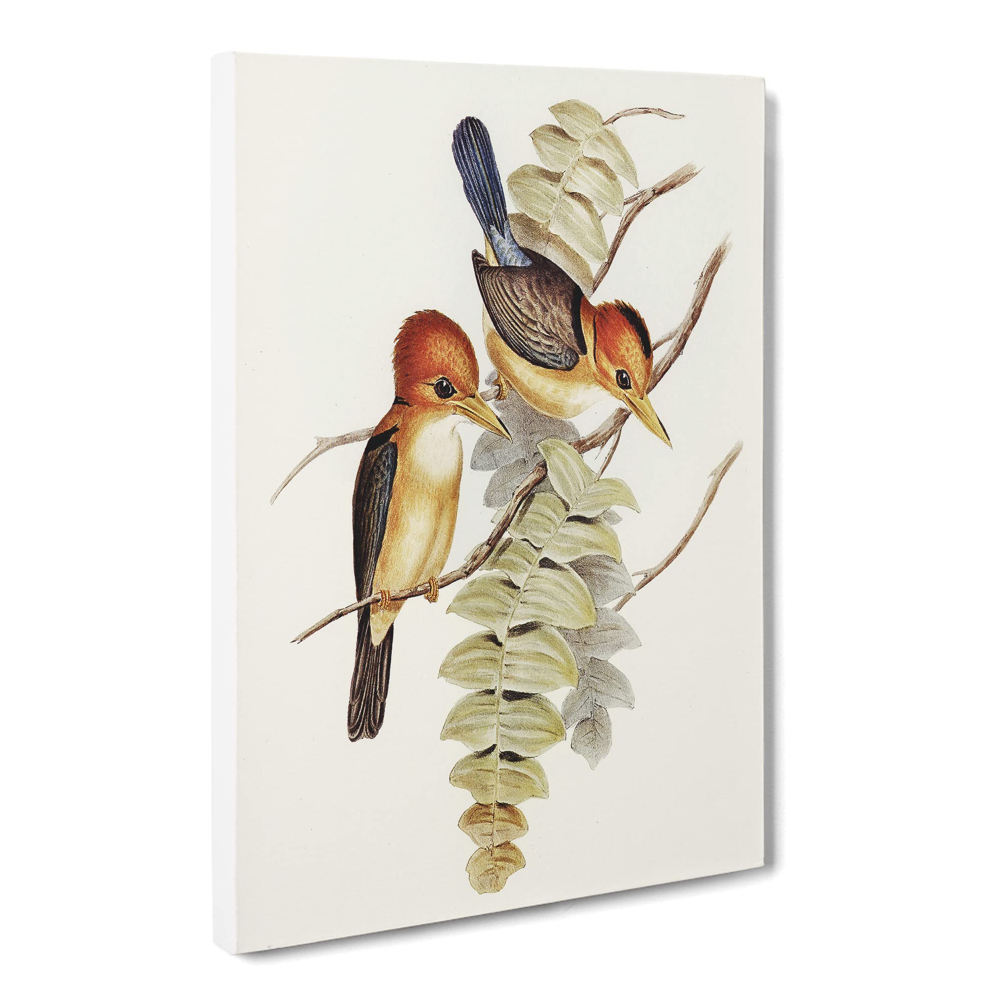 Yellow Billed Kingfishers By Elizabeth Gould Canvas Print | Gallery Wrapped 30mm Frame Wall Art | 20x14 inches | Ready to Hang | Retro Animal Picture | Living Room Bedroom Lounge Office