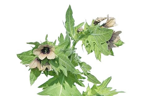 Schwarzes Bilsenkraut Hyoscyamus niger 150 Samen