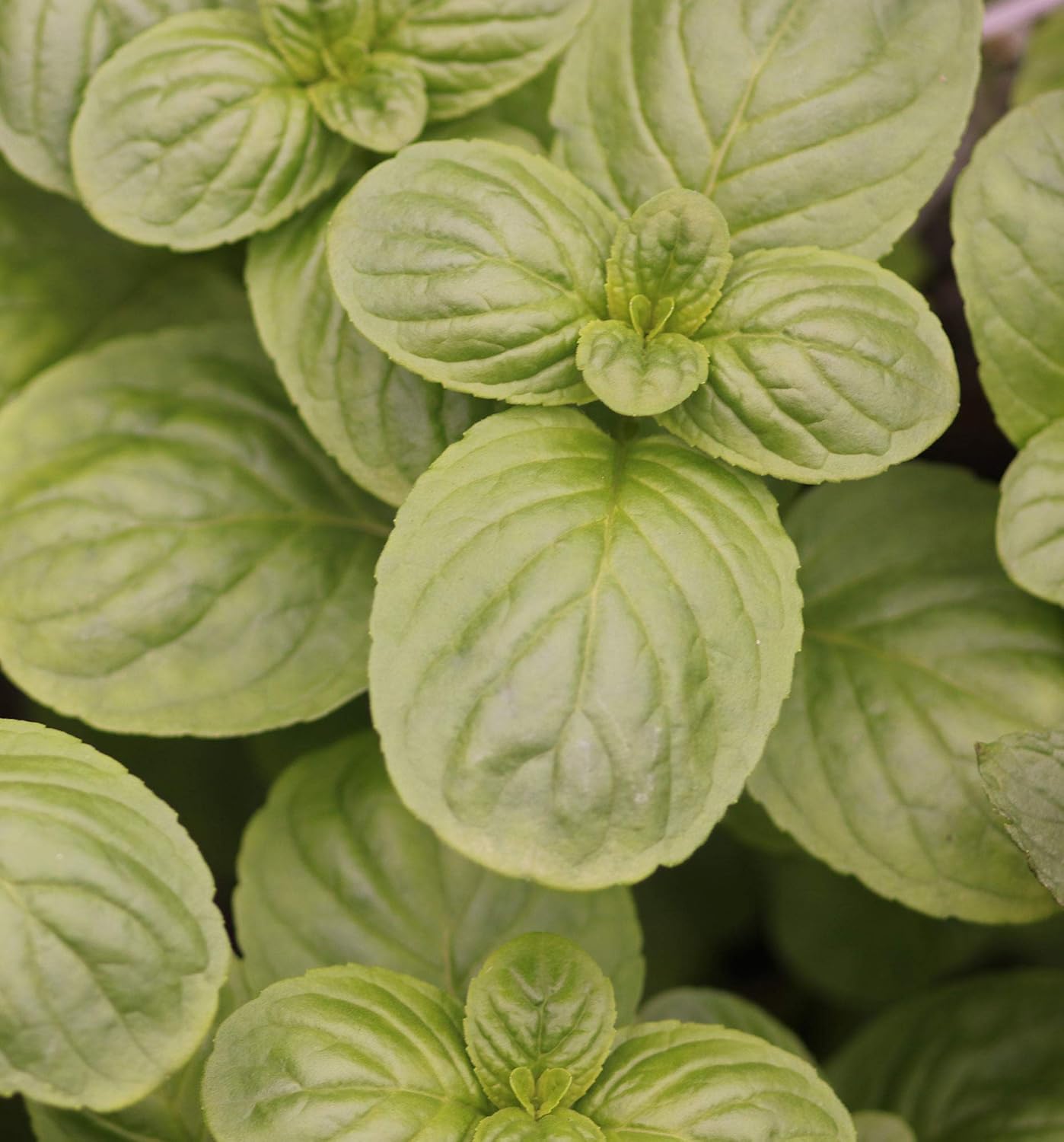 3 Japanese Mint herb Plants Plug Plants, Unusual Mint in The UK Amazon
