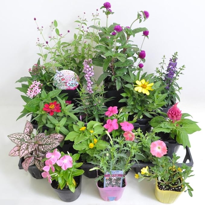 Amazon Co Jp 季節の寄せ植え 苗セット 16苗入り Diy 工具 ガーデン