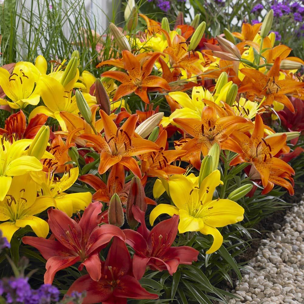 Carpet Lilies Flame Mix - Pack of 10 Bulbs Size 12/14