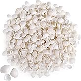 PPCLION 600 Pcs Natural Tiny Small Sea Shells White Clam Shells for DIY Craft, Jewelry Making, Home Decor, Vase Fillers