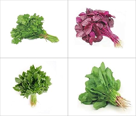 OMG ORGANIC SEEDS ! Organics Leafy Vegetable Seed Kit : Spinach 1000, Red Amaranthus 1500, Green Amaranthus 1500 & Coriander 1000 Seeds.