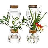 Plant Propagation Station - Glass Terrarium Vase Set of 4 for Hydroponic Plants, Desktop Glass Planter,Centerpiece Office,Door Home Garden Decor,Sizes of About 2 Plants,Office Decor Gift Idea Cu