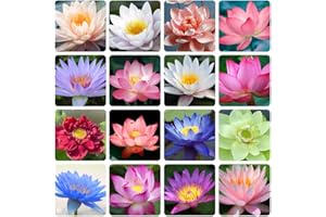 VGENKD 35 Pcs Bonsai Lotus Seeds for Planting Bowl Lotus Seeds, Water Lily Flower Plant Seed. Great for Beginners and Seasoned Gardeners Alike.