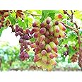 zellajake 30PCS Rare Finger Grape Seeds Advanced Fruit Seed Natural Growth Grape Delicious