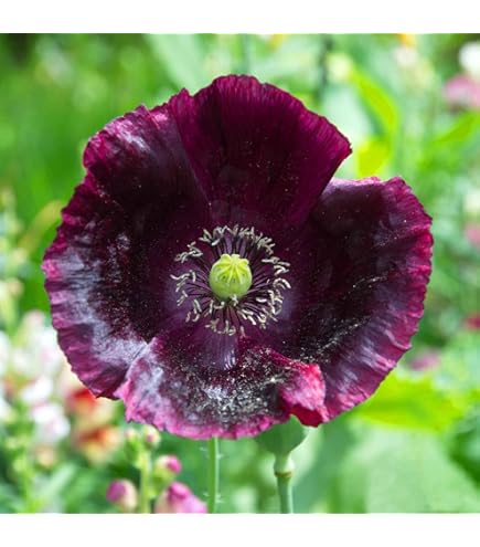 Amazon.com : 500 Danish Flag Poppy (Queens Poppy) Papaver
