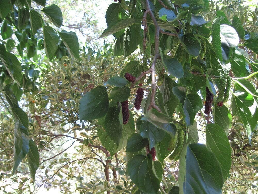 Mulberry Tree - 'Pakistan' - Morus macroura Live Plant Edible Fruit, Great Indoor/Outdoor Plant, Easy Houseplant