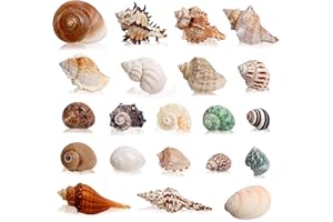WEDOSOY 21PCS Hermit Crab Shells Large Medium Small | Sea Conch Size 1.2" - 3.9", Opening Size 0.5" - 2" | Growth Turbo Seashells for Natural Hermit Crab Supplies