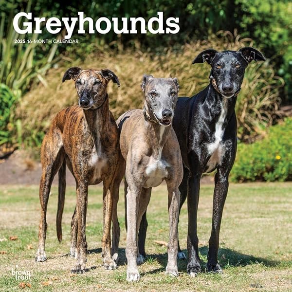 amazon-com-2024-2025-greyhound-calendar-dog-breed-monthly-wall-calendar-12-x-24-open-thick-no-bleed-paper-giftable-academic-teacher-s-planner-calendar-organizing-planning-made-in-usa-office-products