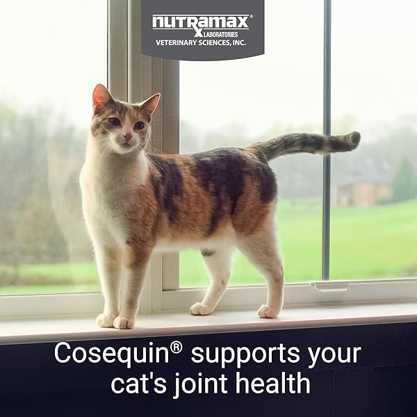 NUTRAMAX COSEQUIN FOR CATS JOINT HEALTH SUPPLEMENT, CONTAINS GLUCOSAMINE FOR CATS, PLUS CHONDROITIN AND OMEGA-3S, SUPPORTS JOINT AND SKIN AND COAT HEALTH, SOFT CHEWS, 60 COUNT