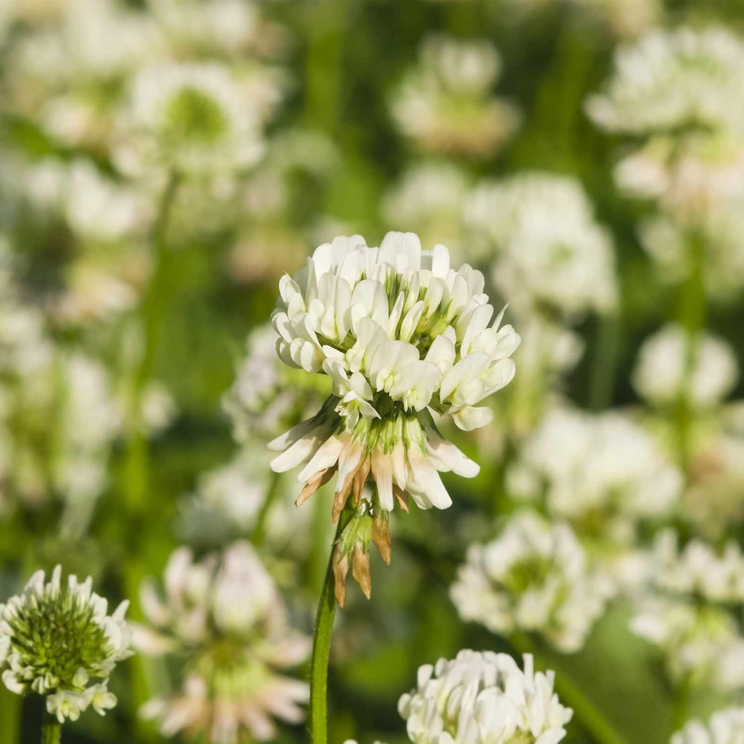 White Dutch Clover Seeds 5 Lb Lawn, Pasture & Cover Crop Seeds by Mountain