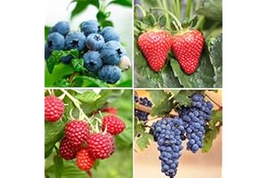 DICHMAG Fresh Berry Seeds Individually Labeled - 4 Types Including 800 Strawberry 800 Raspberry 50 Blueberry and 50 Grape Seeds Heirloom, Non-GMO Easy to Grow,