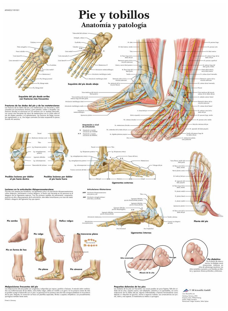 3B Scientific – Laminated Hypertension Chart – UV & Dust-Protected Anatomy & Pathology Poster for Study, Teaching & Clinics