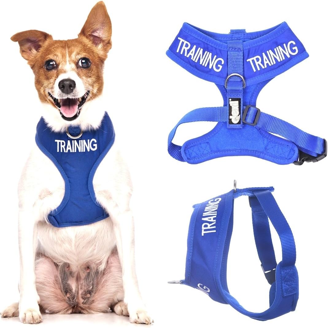 Dexil TRAINING (Dog In Training/Do Not Disturb) Blue Colour Coded Non-Pull Front and Back D Ring Padded and Waterproof Vest Dog Harness PREVENTS Accidents By Warning Others Of Your Dog In Advance (S)