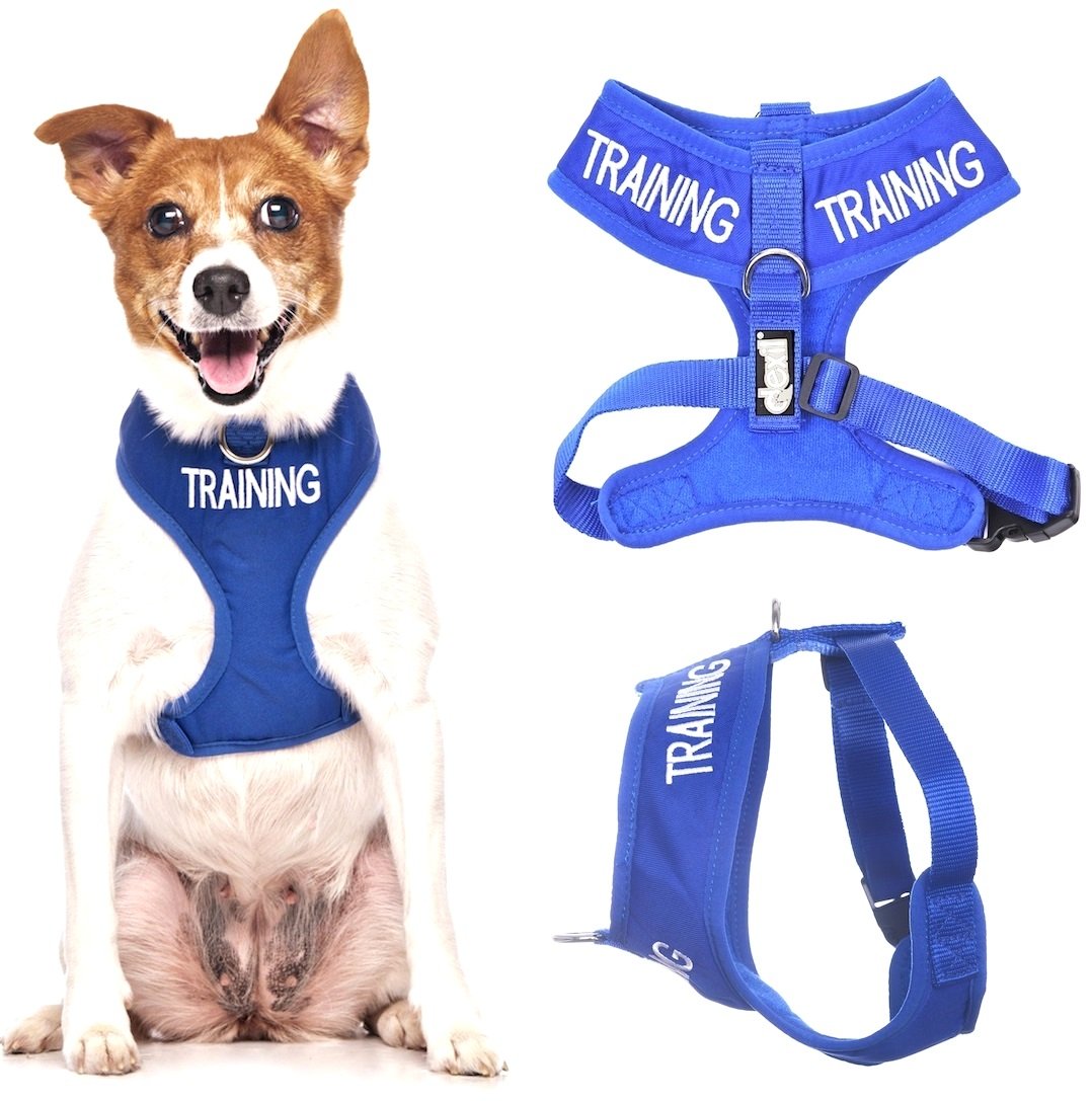 Dexil TRAINING (Dog In Training/Do Not Disturb) Blue Colour Coded Non-Pull Front and Back D Ring Padded and Waterproof Vest Dog Harness PREVENTS Accidents By Warning Others Of Your Dog In Advance (S) โ image 1