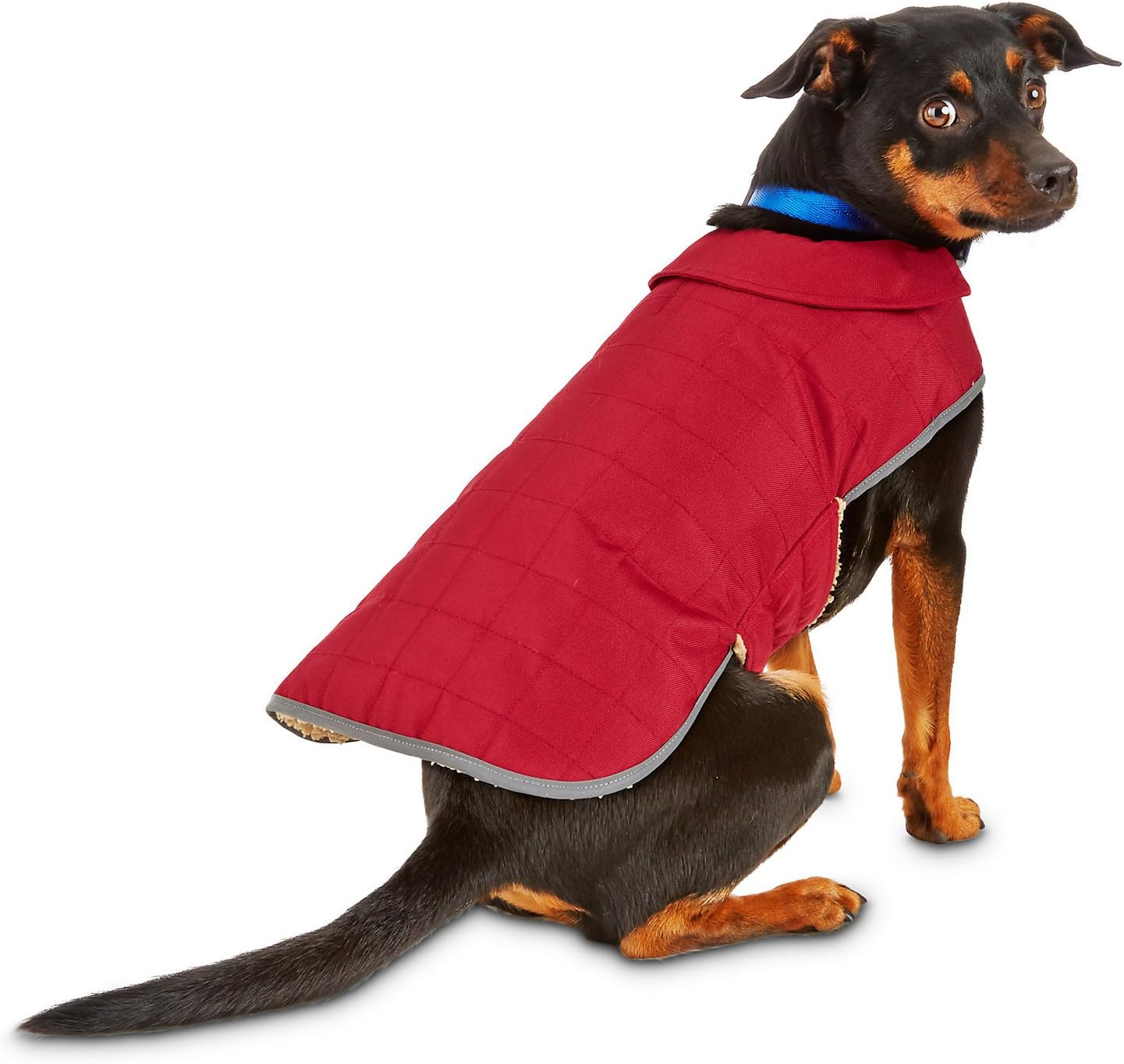 Red dog coat Clearance