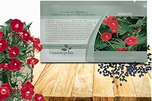 Outsidepride Climber Vine Seeds - 500 Pcs. Annual, Versatile, Hardy & Low Maintenance, Flower Seeds for Planting Vibrant Red Trumpet-Shaped Blooms, Great for Landscaping & Pollinator Gardens