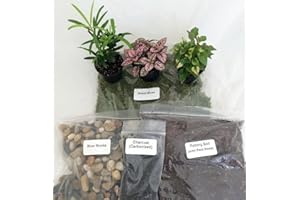 JM BAMBOO Terrarium/fairy Garden Kit / with Bird's Nest +3 Plants - Create Your Own Living Terrarium From Jmbamboo