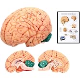 Avarstic Human Brain Model, 8-Part Life Size Magnetic Detachable Brain Anatomy Model, 32 Numbered Brain Structures, PVC Anatomical Brain Model with Base &amp; Study Card for Teaching, Study &amp; Display