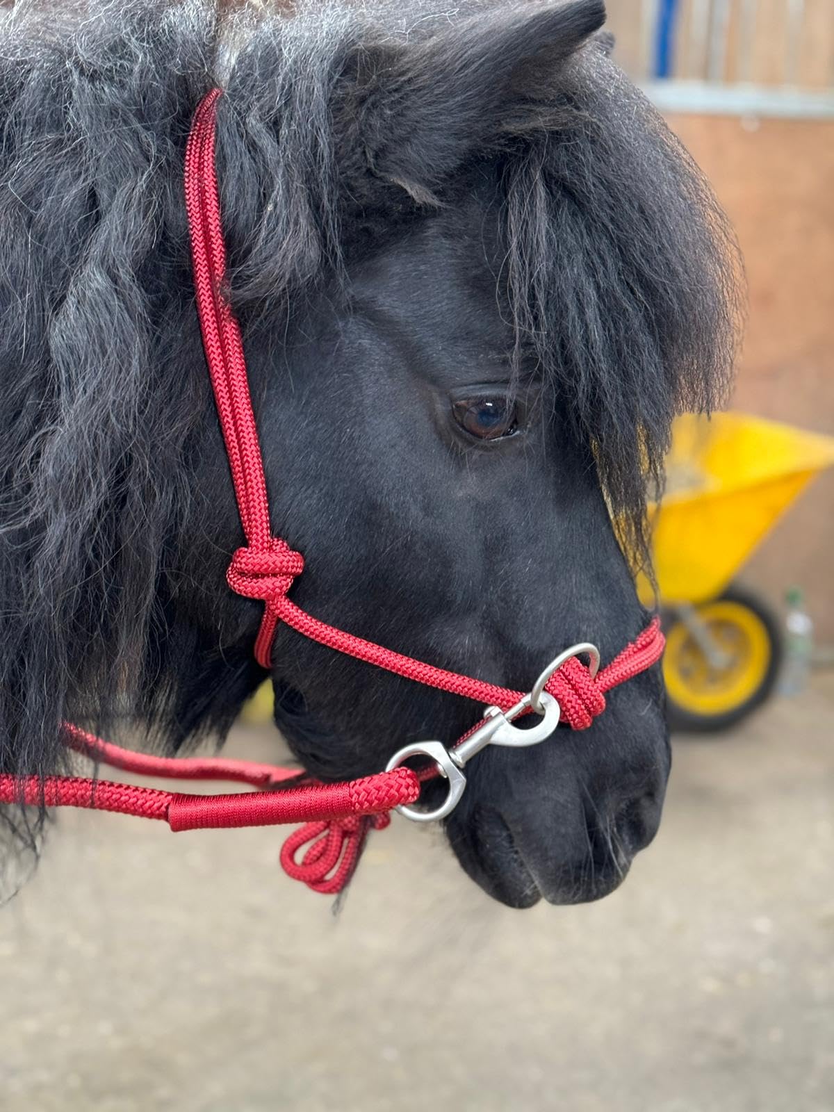 Rope headcollar with Reins for use of Bitless Horse Riding Full to Mini Shet 5 Colours (Red, Shetland)