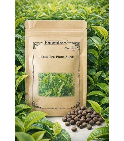 Amazon.com : Coffea Seeds for Planting, 60+ Coffee Bean Garden Seeds,  Perennial Plants, Non-GMO Heirloom Coffea Arabica Seed for Outdoor Garden :  Patio, Lawn & Garden