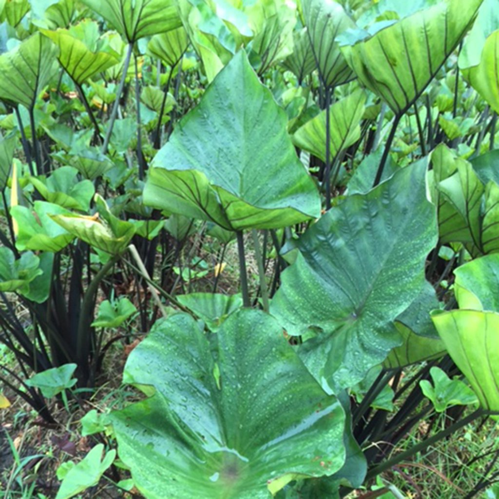 Van Zyverden Elephant Ears Tea Cup Bulbs (Set of 3