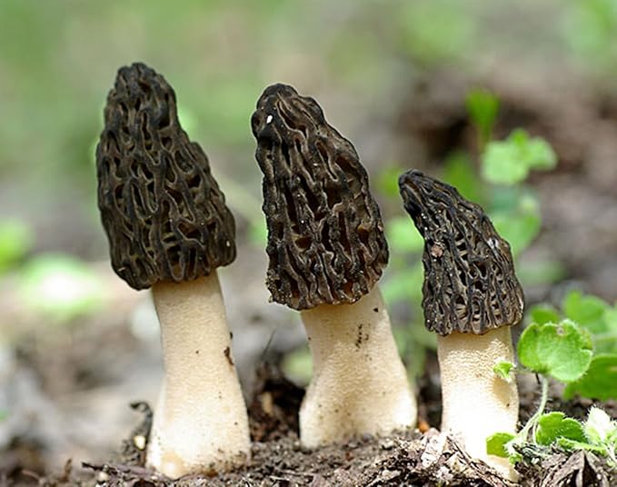Black Morel Mushroom (Morchella elata) Mycelium Spores Spawn Dried