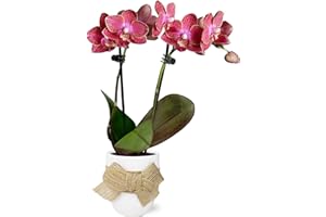 PLANTS & BLOOMS SHOP Just Add Ice JA5153 Red Orchid in White Ceramic with Burlap Bow - Live Indoor Plant, Long-Lasting Flowers, Gift for Mother's Day, Spring Décor, Shabby Chic, Rustic Farmhouse - 2.5" Diameter, 9" Tall