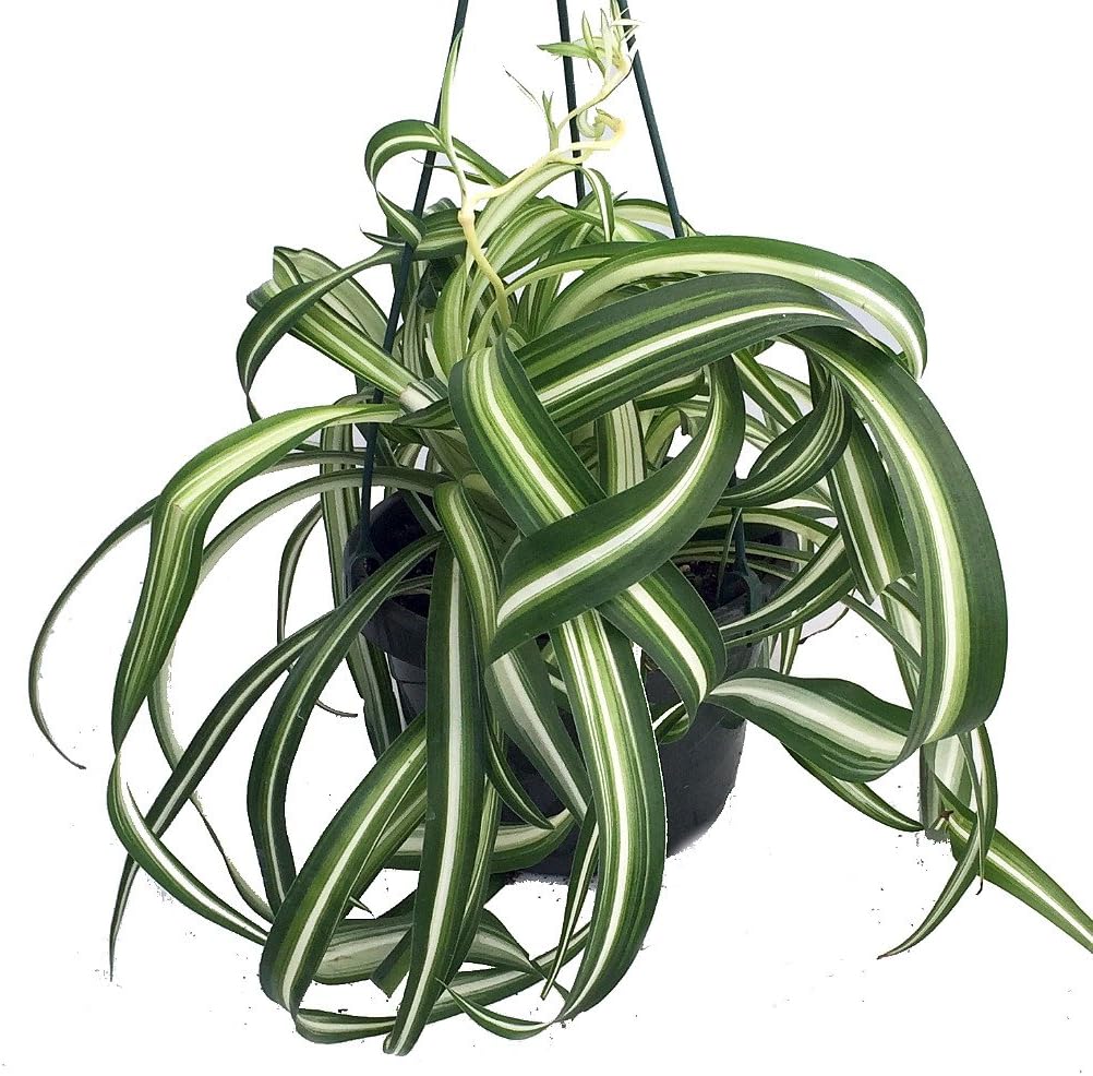 Bonnie Curly Spider Plant Easy to Grow