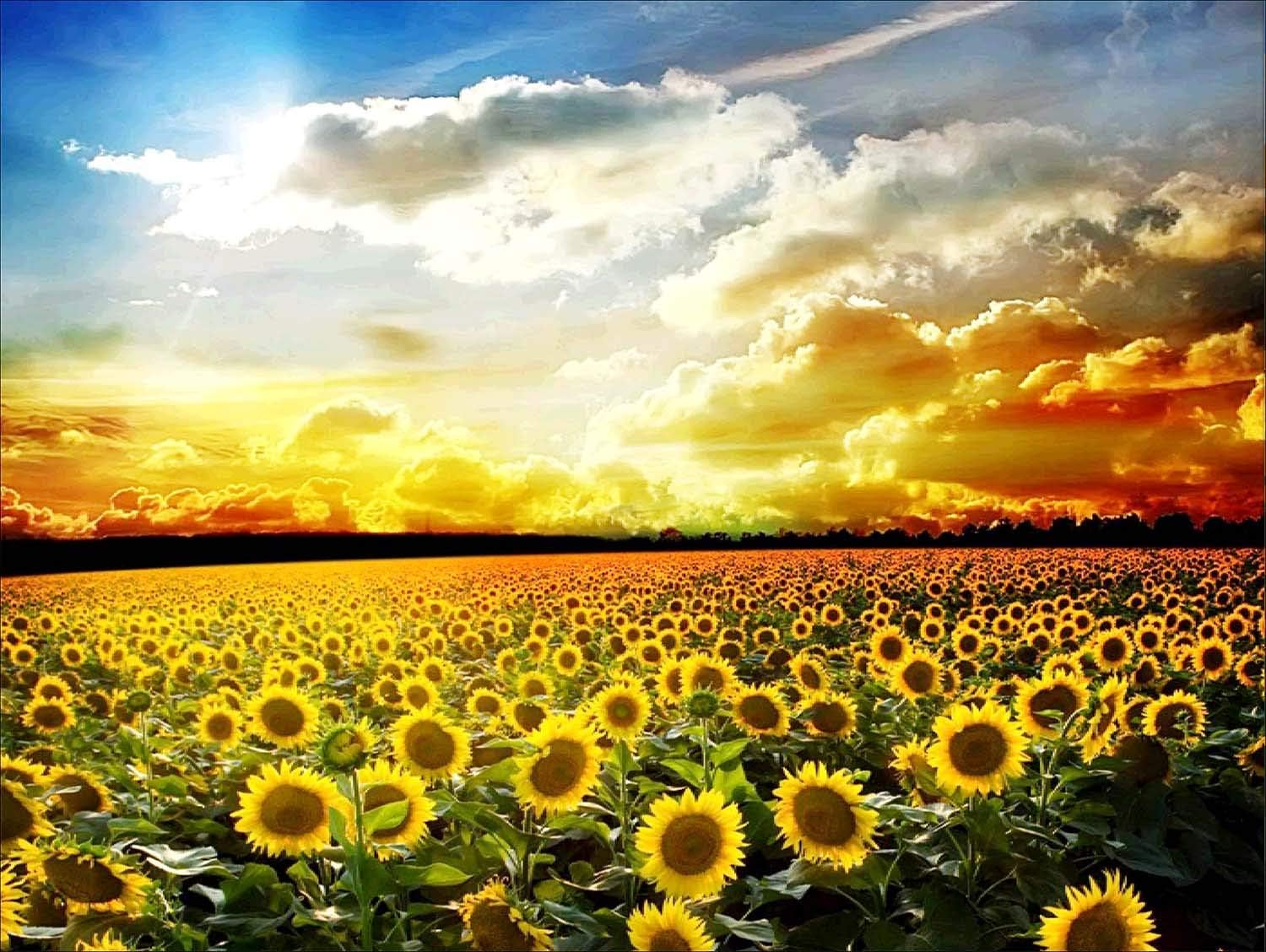 pics Sunset Sunflower Field Aesthetic reofrey 5d diamond painting kit sunset sunflower flower field full drill paint with diamonds art rhinestone embroidery cross stitch craft decor