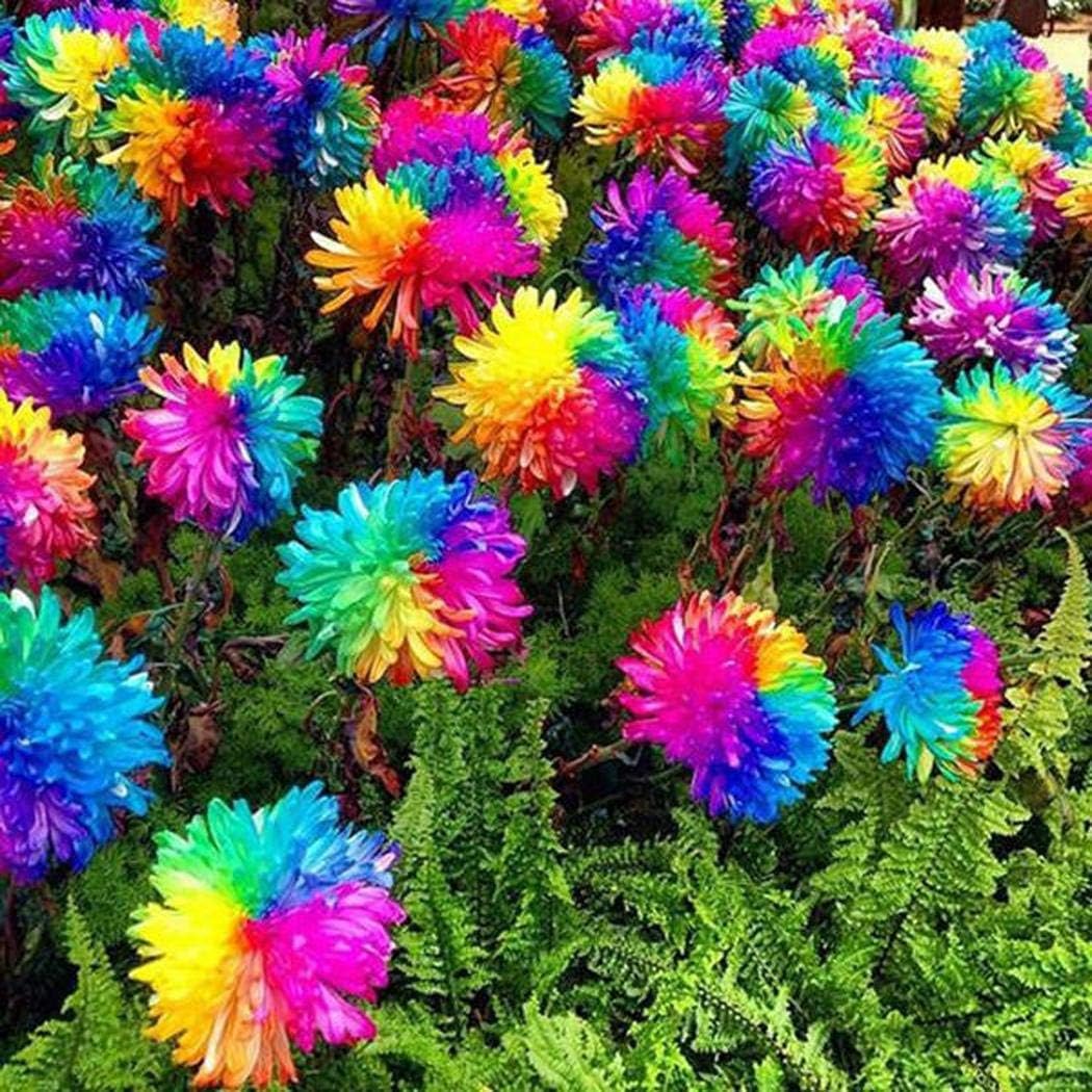 ROCONAT Garden Seeds - Rainbow Rare Chrysanthemum Flower Seeds Bonsai Planting Patio Garden Flowers