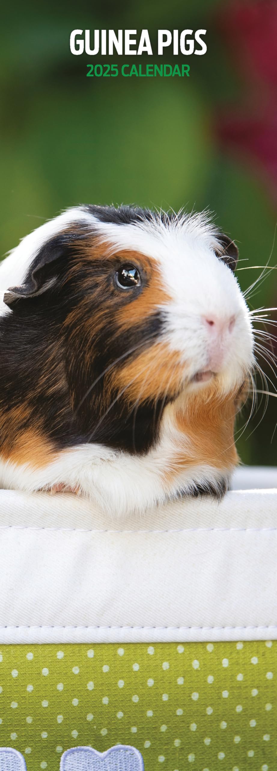 Guinea Pig 2025 Slim Calendar